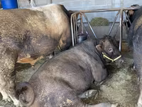 วัวตัวผู้, Swiss cattle — รูปภาพ 5