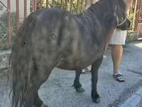 Էգ ձի, American shetland pony — լուսանկար 2