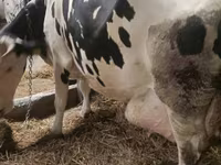 Ko, Simmental cattle — foto 6