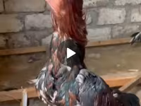 Chickens — عکس 2