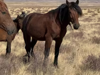 Kůň, Kazakh horse — foto 1