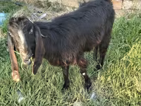 Kambing (lot, jantina tidak dinyatakan), Goats — foto 2