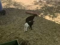 Ovce, Cameroon sheep — foto 4