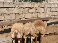 Koyun, Koyunlar — foto 1