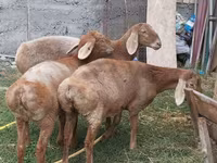 میش, Arashan sheep — عکس 2