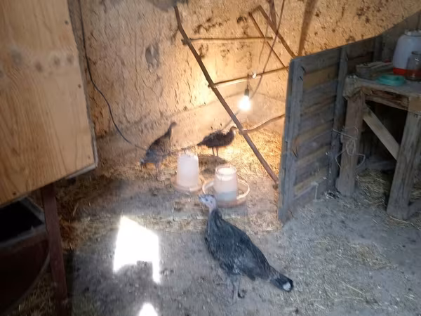 Turkeys