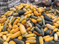 Продаю тыкву для животных — foto 3