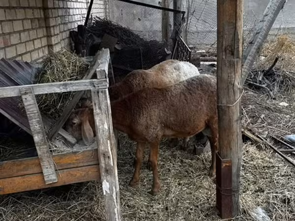 Ram, Sheep — Kyrgyzstan