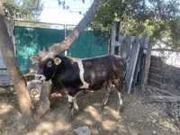 Banteng, Swiss cattle — foto 3