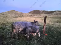 Αγελάδα, Simmental cattle — φωτογραφία 1