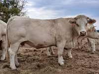 Cow, Charolais cattle — photo 2
