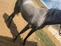 Hingst, Heste — foto 3