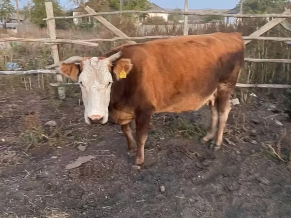 گاو ماده, Simmental cattle