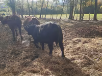 Toro, Aberdeen Angus — foto 2