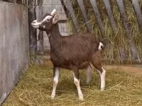 Geit, Toggenburg goat — foto 1