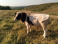 Toro, Russian Black pied cattle — foto 2