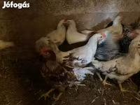 Chickens — 사진 2