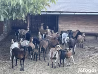 قوچ, Cameroon sheep — عکس 2
