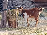 Buk, Beetal goats — foto 2
