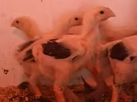 Chickens — புகைப்படம் 5