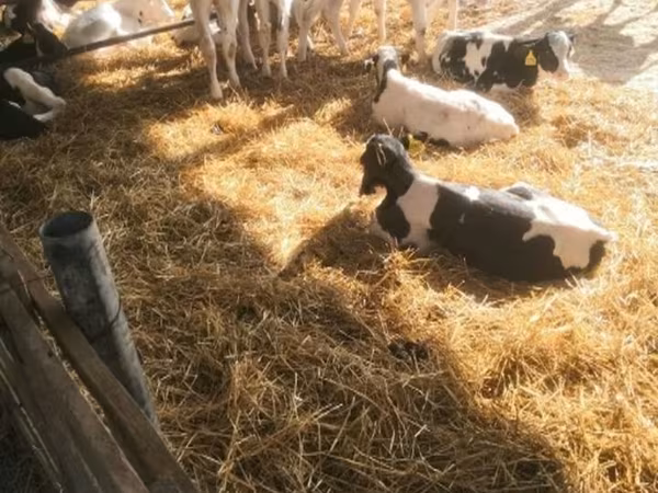 Bull, Swiss cattle