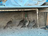 Guinea fowl — புகைப்படம் 5