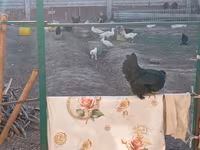 Chickens — zdjęcie 6