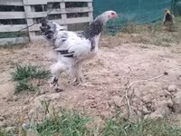 ብራህማ — ፎቶ 5