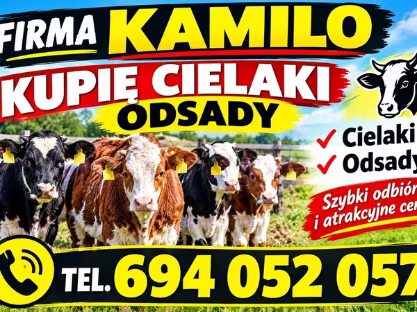 Sığır (parti, cinsiyet belirtilmedi), Sığır