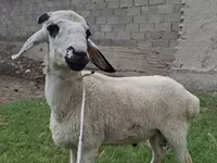قوچ, Blackheaded Persian sheep — عکس 1