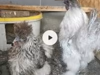 Chickens — عکس 3