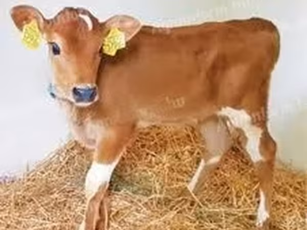 गाय, जर्सी नस्ल