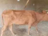 گاو ماده, گاو — عکس 5