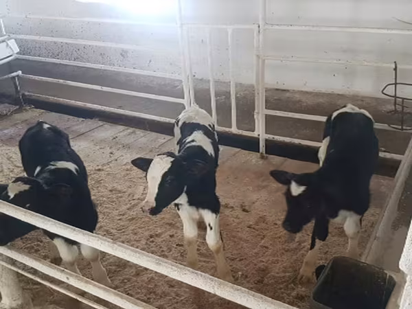Holstein-Rasse