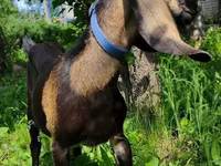 แพะตัวเมีย, Nubian Goat — รูปภาพ 2