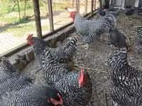 Chickens — foto 4