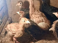 Turkeys — عکس 2