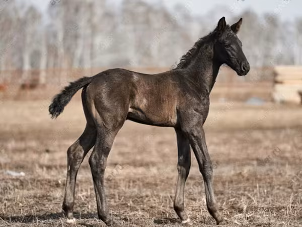 Horse (M), Trakehner — Russia