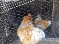 ብራህማ — ፎቶ 4
