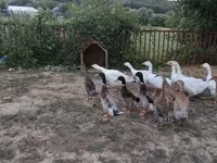 Ducks — foto 3