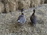 Turkeys — عکس 3