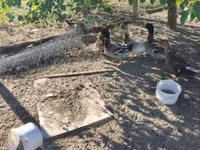 Ducks — foto 3