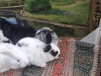 Dovşan yemləri 2-azn, 2.50 Bala Dovşanlar 5azn. Apilka (Yonqar — foto 5