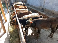 Bulle, Swiss cattle — Foto 4