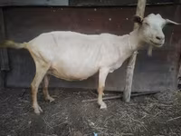 Kambing betina, Saanen goat — foto 4