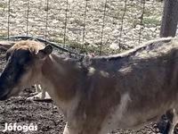 بز ماده, بز — عکس 6