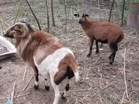 Widder, Cameroon sheep — Foto 8