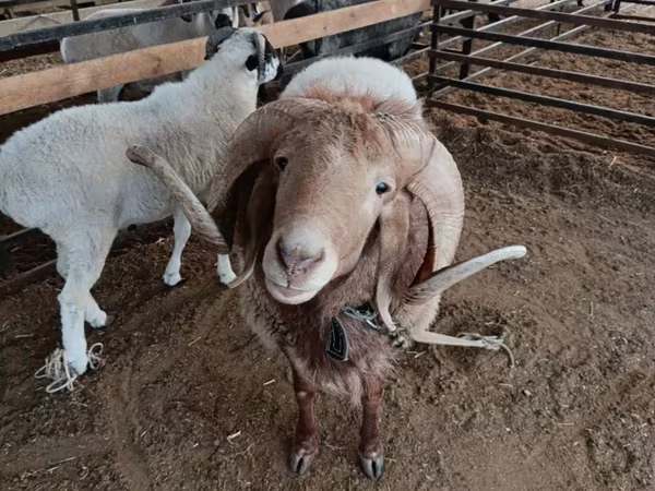 Kambing jantan, Sheep