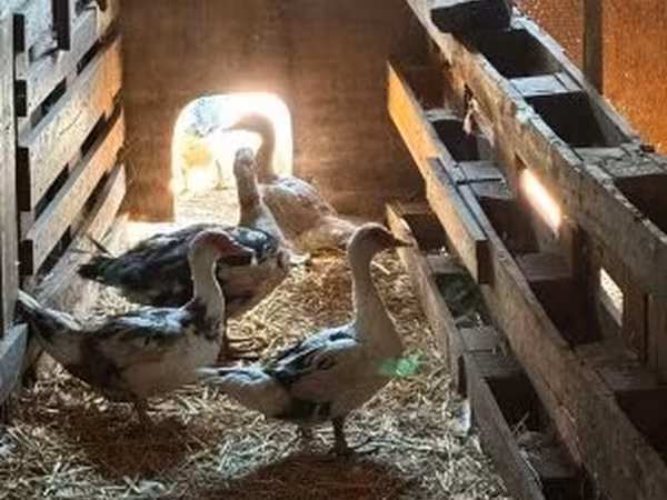 Ducks — Hungary