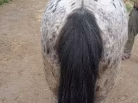 公马, Appaloosa — 照片 4